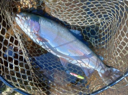 エキスパートエリアで大物狩り ～平谷湖フィ…